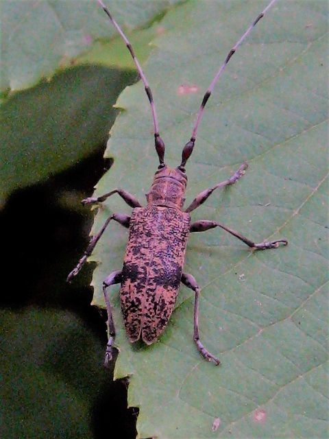 マルバネコブヒゲカミキリ 雌