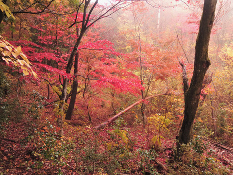 風景