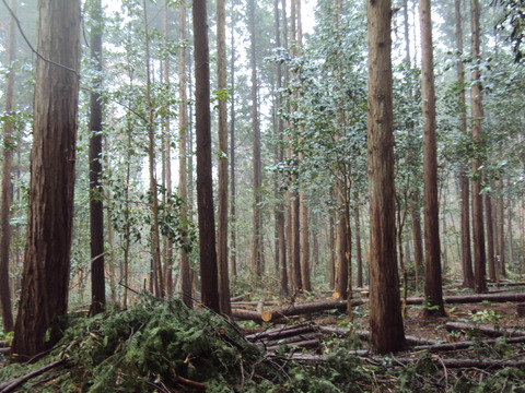 DSC01588間伐後2012-2-14