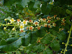 250px-Boswellia_sacra