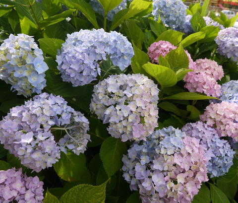 P1220294