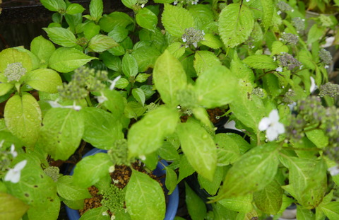 P1390398