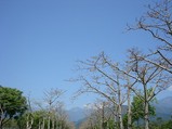 43a39d0b.jpg