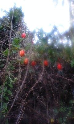 hirado016