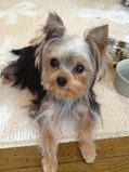 ケィティ