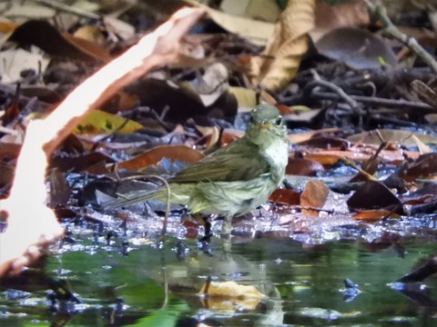 イイジマムシクイ正面