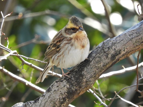 20170128ミヤマホオジロ♀