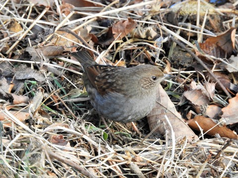 20170121カヤクグリ