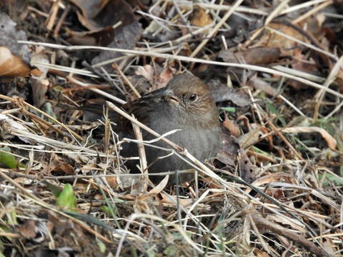 20170121カヤクグリ2