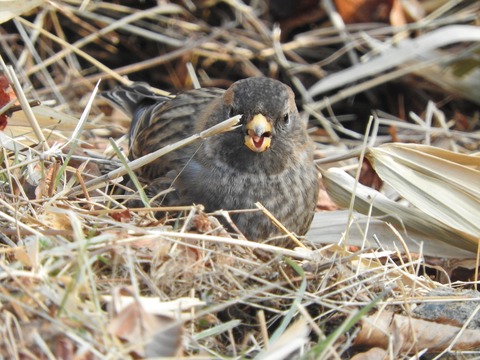 20170123カヤクグリ