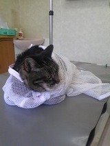 猫網