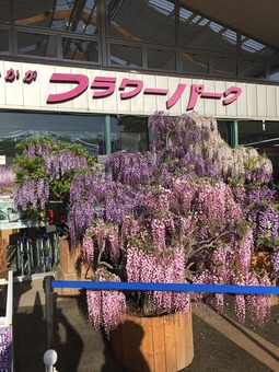 あしかがフラワーパーク