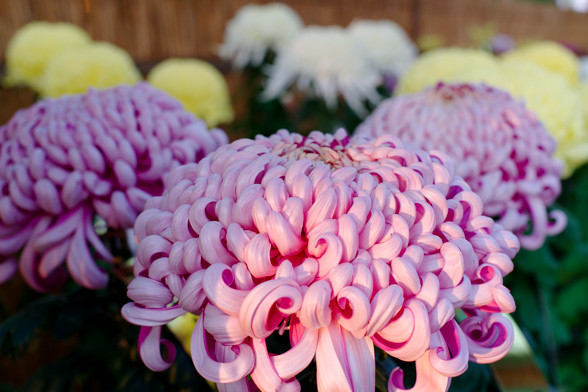 菊