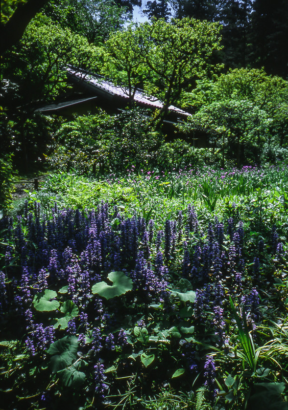 東慶寺 十二単