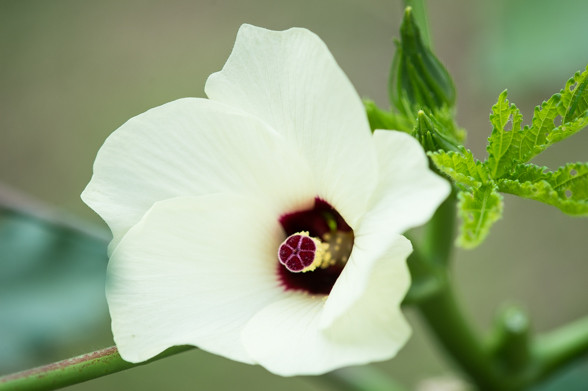 オクラの花