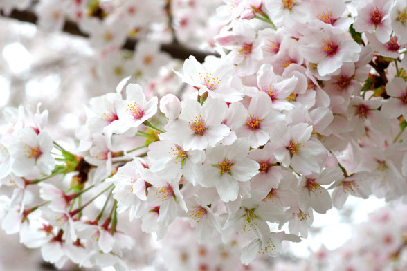 桜