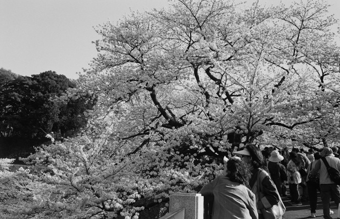 千鳥ヶ淵の桜