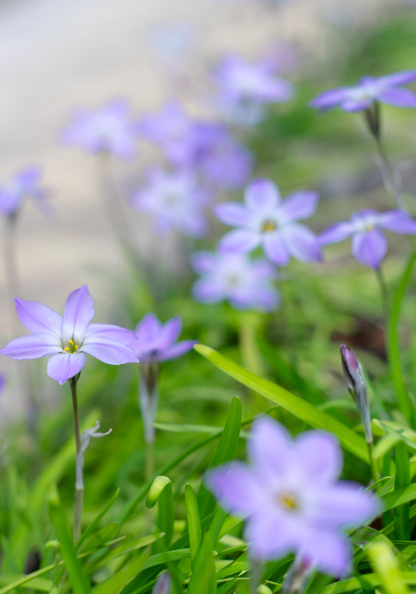 花ニラ