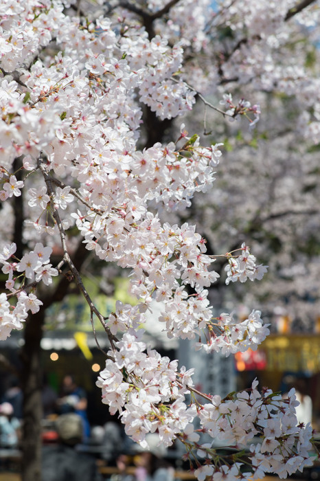 靖國神社の桜