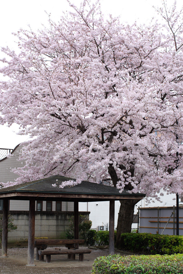 桜