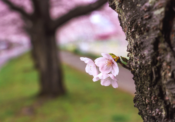 桜