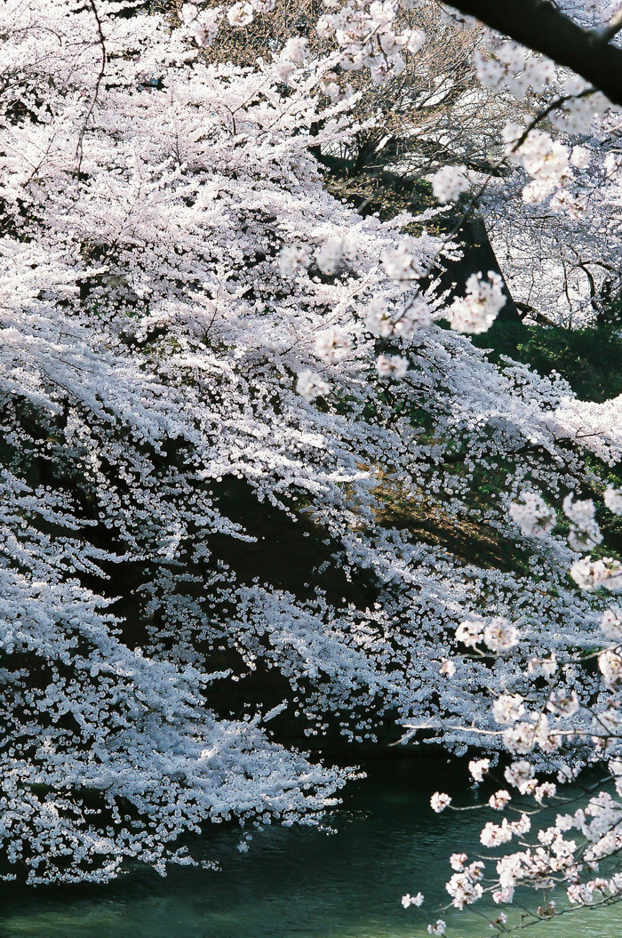 千鳥ヶ淵の桜