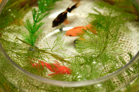 金魚