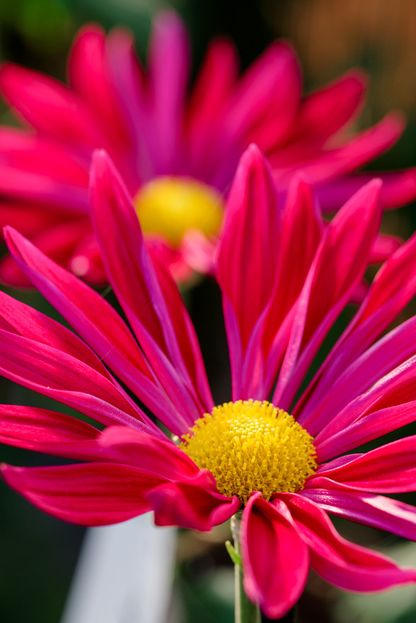 菊
