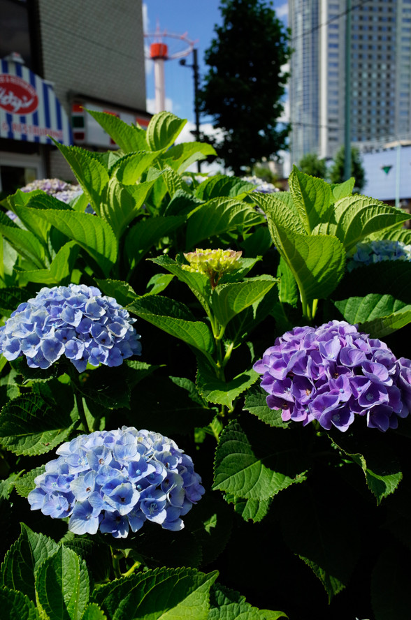 紫陽花