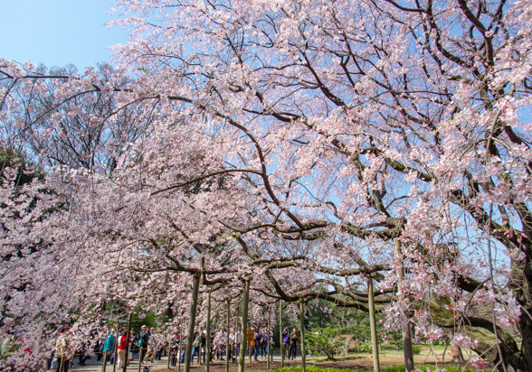 枝垂れ桜