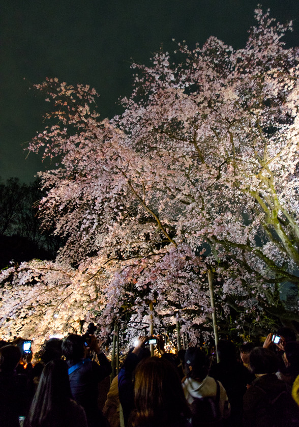 六義園の枝垂れ桜 ライトアップ