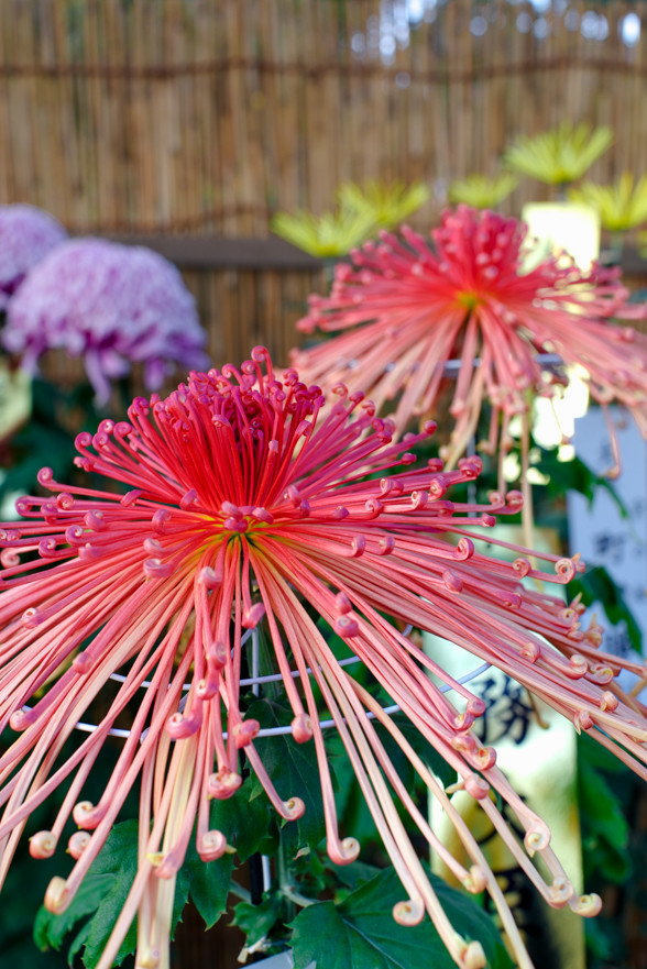 菊