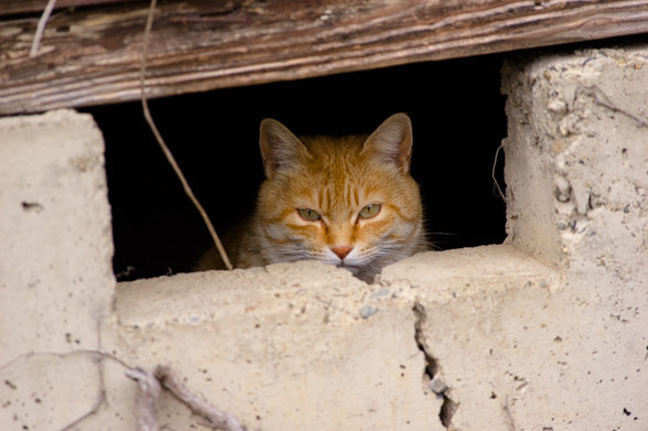ねこ