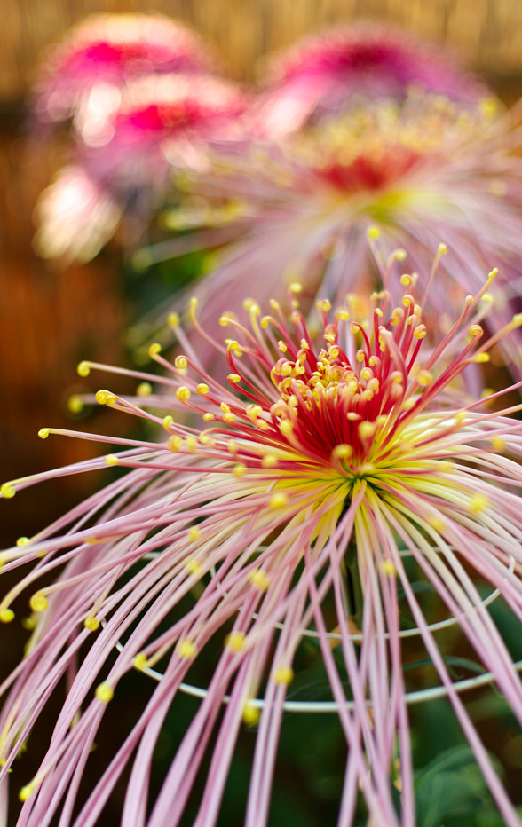 菊