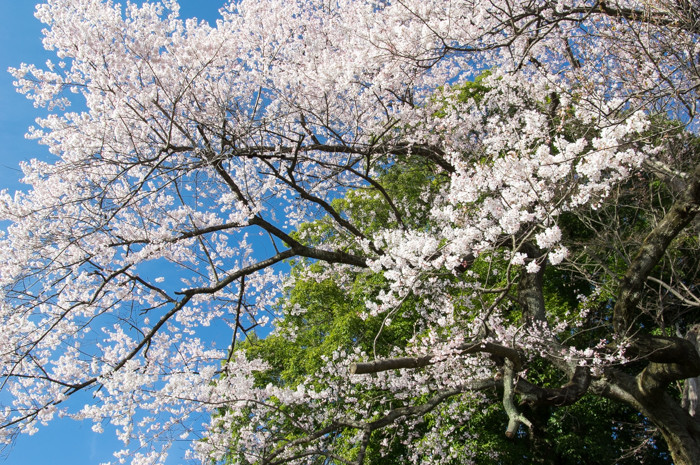 桜