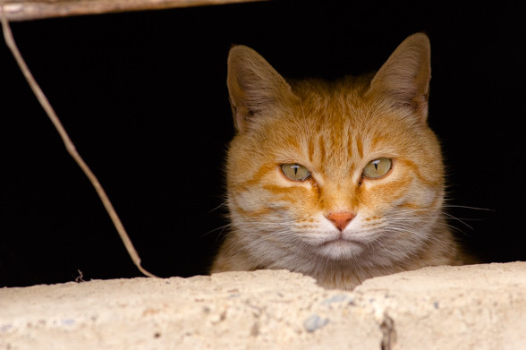 ねこ