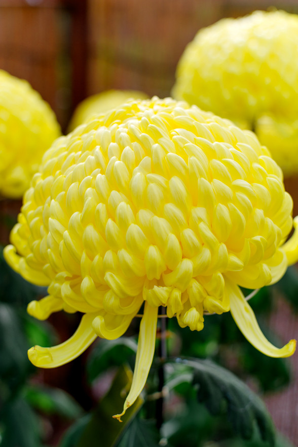 菊