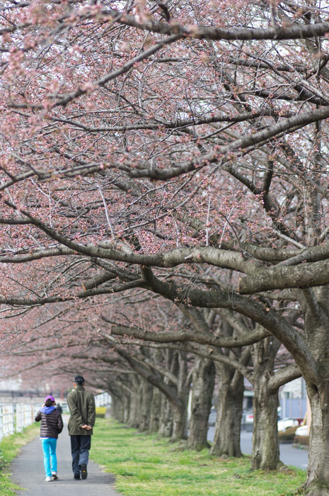 桜