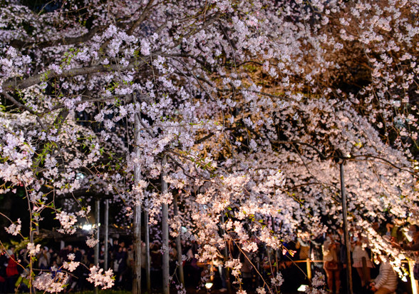 六義園の枝垂れ桜