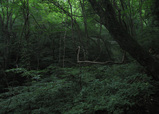 ̩�ӤȤ����Х��졼�ȥ���ȥ˥�