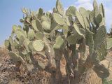 うむ、メキシコ