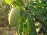 papaiya