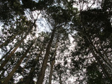 yamaokuchi