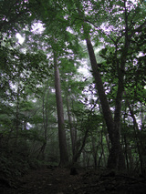 kigi-no-sasayaki