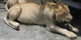 lion