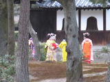 maiko