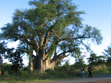 baobabu no ki