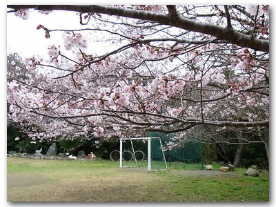 sakurasakura
