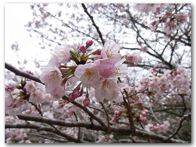 sakura