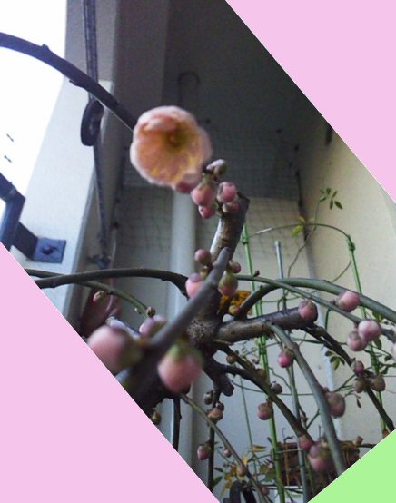 ume1
